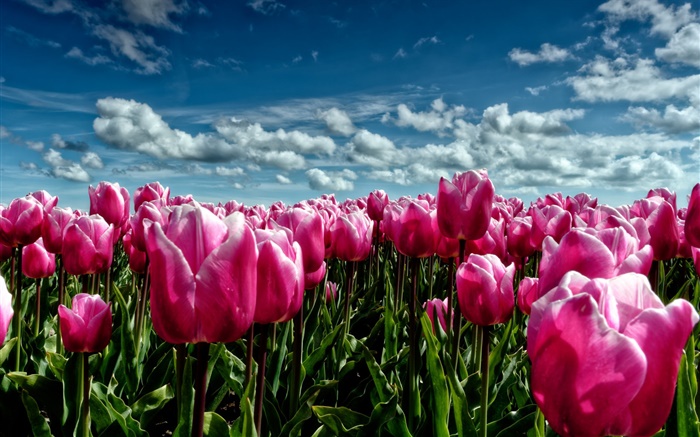 봄, 보라색 튤립, 꽃 필드 배경 화면 그림