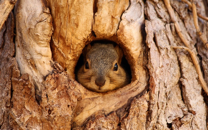 다람쥐, 나무 구멍 배경 화면 그림
