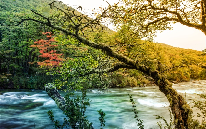 나무, 강, 산, 녹색 이끼 배경 화면 그림