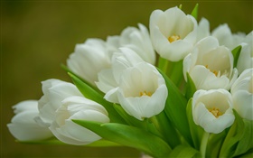 튤립, 흰 꽃, 꽃다발 HD 배경 화면
