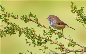 나뭇 가지, 새, 갈색 thornbill HD 배경 화면