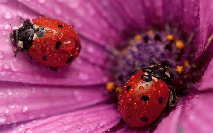 두 무당 벌레, 곤충, 분홍색 꽃잎, 이슬 배경 화면 그림