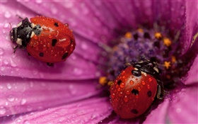 두 무당 벌레, 곤충, 분홍색 꽃잎, 이슬 HD 배경 화면