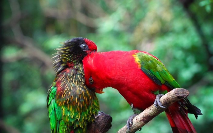 두 앵무새, 커플, 색상 배경 화면 그림