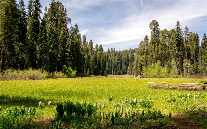 미국, 캘리포니아, 세쿼이아 국립 공원, 숲, 나무, 잔디 배경 화면 그림