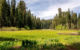 미국, 캘리포니아, 세쿼이아 국립 공원, 숲, 나무, 잔디 HD 배경 화면