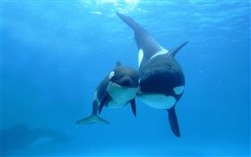 고래, 바다, 어머니와 아이 HD 배경 화면