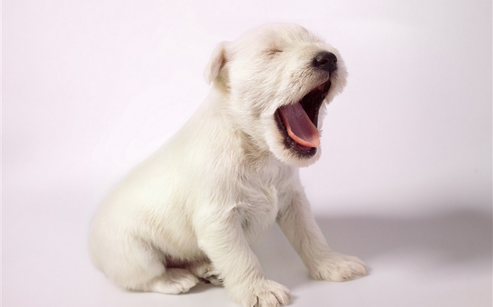 흰색 강아지, 귀여운 강아지 하품 배경 화면 그림