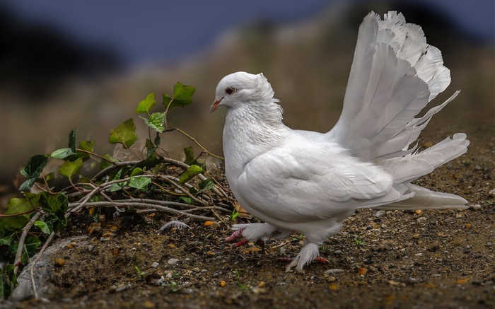 흰색 비둘기, 깃털, 새 배경 화면 그림