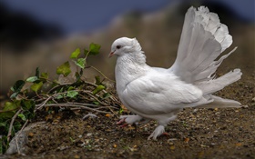 흰색 비둘기, 깃털, 새 HD 배경 화면
