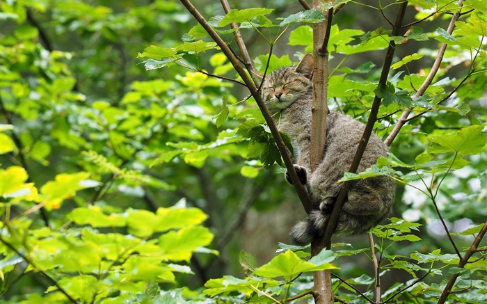 나무에서 자고 야생 고양이, 녹색 잎 배경 화면 그림