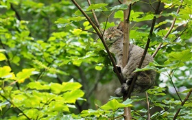 나무에서 자고 야생 고양이, 녹색 잎