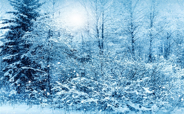 겨울, 나무, 가문비 나무, 흰 눈 배경 화면 그림