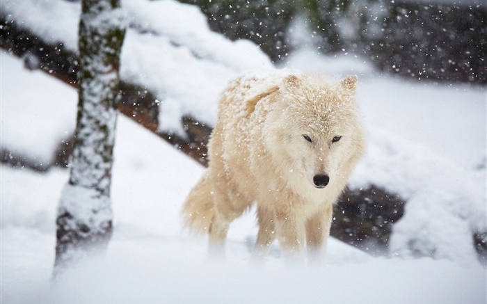 겨울, 늑대, 눈 배경 화면 그림