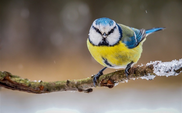 겨울 노란색, 흰색, 파란색 깃털의 새 배경 화면 그림