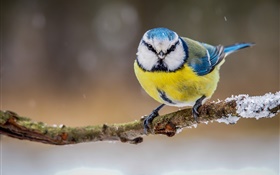 겨울 노란색, 흰색, 파란색 깃털의 새