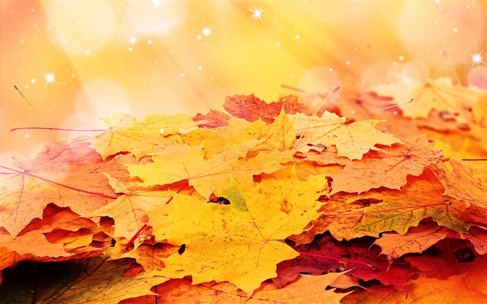 노란 단풍, 가을, 별 배경 화면 그림