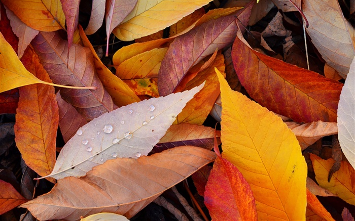 노란 잎, 물, 가을 배경 화면 그림