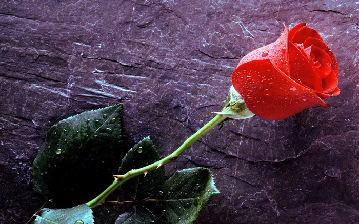 빨간 장미, 물 방울 배경 화면 그림