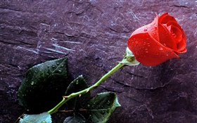 빨간 장미, 물 방울 HD 배경 화면