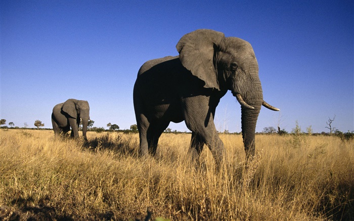 아프리카 코끼리 배경 화면 그림
