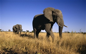 아프리카 코끼리 HD 배경 화면