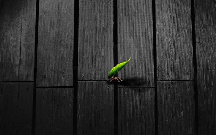 개미 이동 잎, 나무 보드, 창조적 인 사진 배경 화면 그림