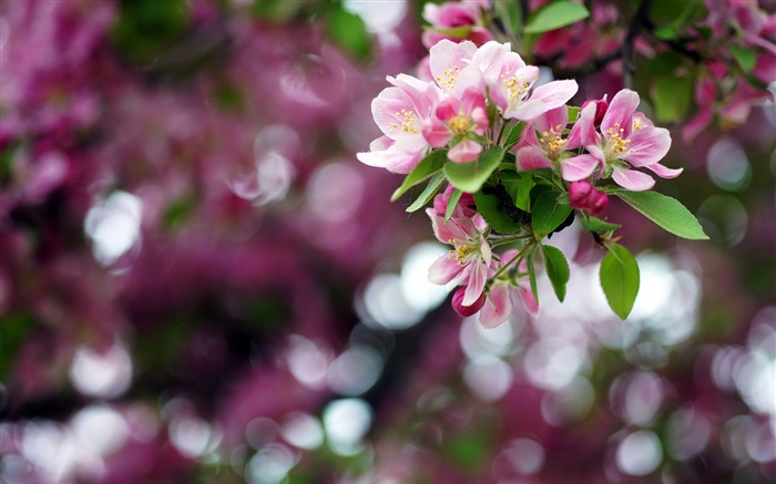 사과 나무, 핑크 꽃, 봄, 나뭇잎 배경 화면 그림