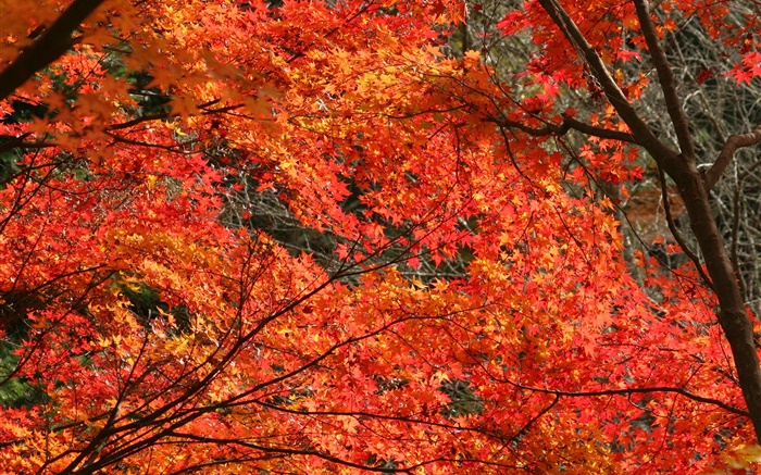 가을, 아름다운 단풍, 붉은 색, 나무 배경 화면 그림
