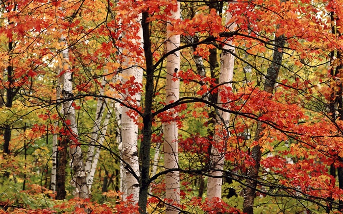 가을, 숲, 자작 나무, 단풍 배경 화면 그림