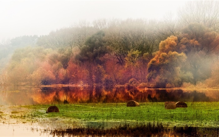 가을, 숲, 나무, 연못, 단풍, 안개, 아침 배경 화면 그림