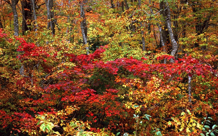 숲, 나뭇 가지, 붉은 색과 노란색 단풍 배경 화면 그림