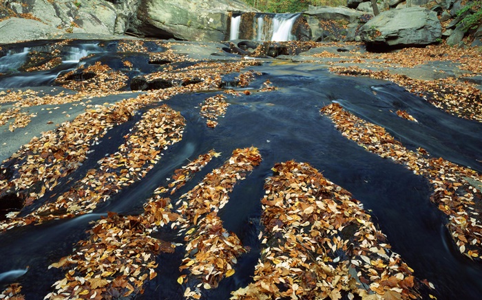 가을, 많은 나뭇잎, 폭포, 개울, 바위 배경 화면 그림