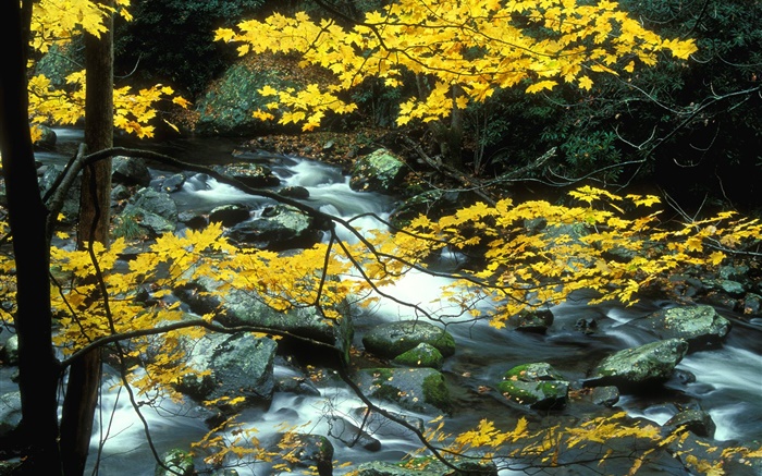 가을, 자연 풍경, 노란 잎, 나무, 개울 배경 화면 그림