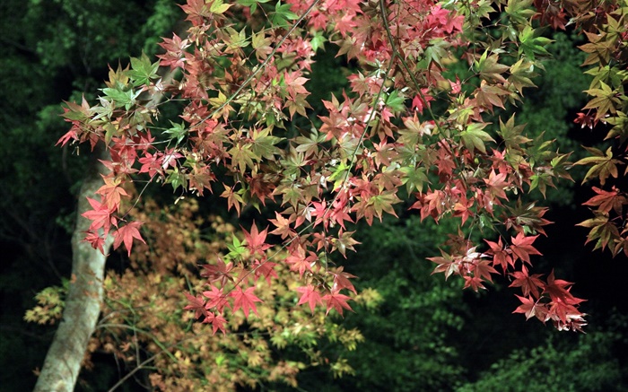 가을, 나무, 녹색과 붉은 단풍 나무 잎 배경 화면 그림