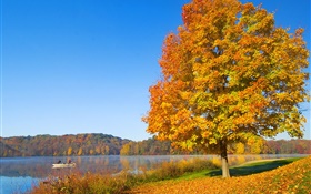 가을, 나무, 노란 잎, 강