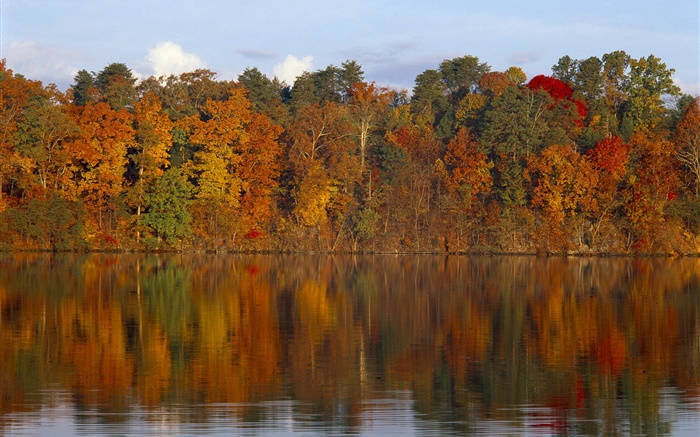 가을, 나무, 강 배경 화면 그림