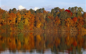 가을, 나무, 강 HD 배경 화면