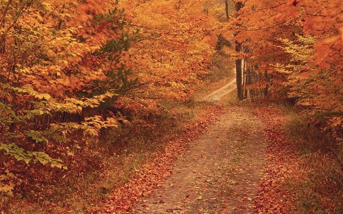 가을, 나무, 도로, 붉은 단풍 배경 화면 그림
