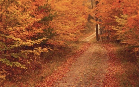 가을, 나무, 도로, 붉은 단풍 HD 배경 화면