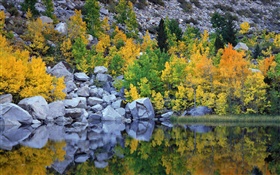 가을, 나무, 바위, 호수, 물 반사 HD 배경 화면