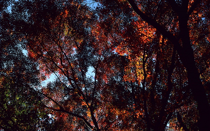가을, 나무,보기 탑, 단풍 나무 잎 배경 화면 그림
