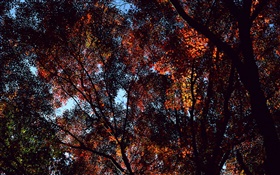가을, 나무,보기 탑, 단풍 나무 잎