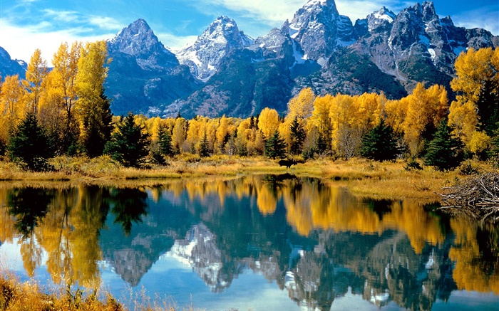 가을, 나무, 노란색, 호수, 산 배경 화면 그림