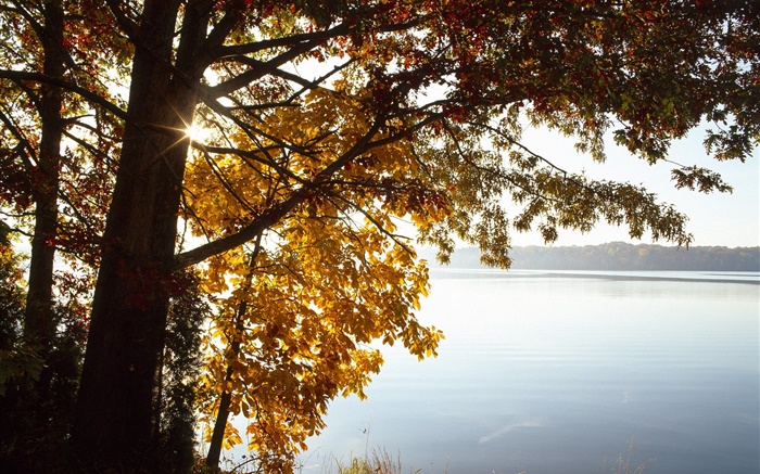 가을, 노란색 나무, 호수, 태양, 잎 배경 화면 그림