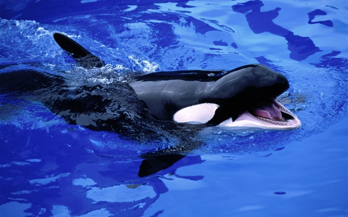아기 고래, 범고래, 푸른 바다 물 배경 화면 그림