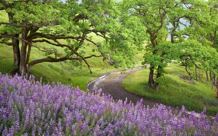 대머리 힐스, 레드 우드 국립 공원, 미국, 나무, 야생화 배경 화면 그림