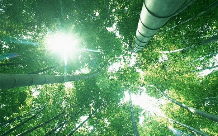 대나무 숲, 태양 빛, 녹색 잎을 찾아 배경 화면 그림