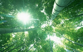 대나무 숲, 태양 빛, 녹색 잎을 찾아
