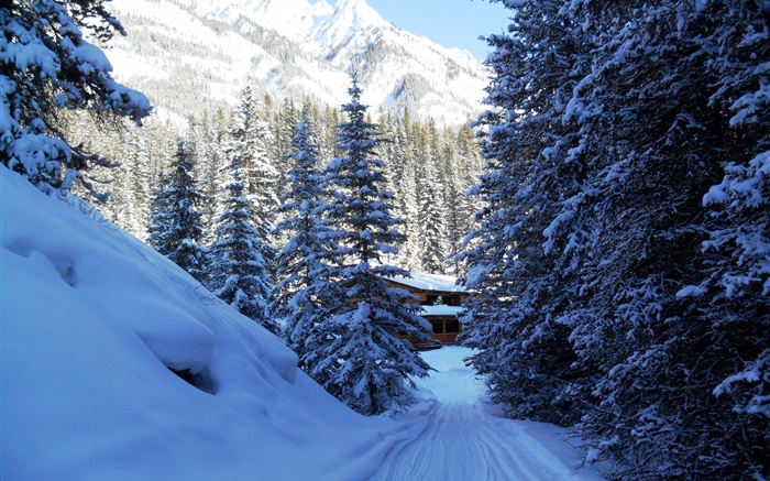 밴프 국립 공원, 캐나다, 나무, 집, 산, 눈 배경 화면 그림